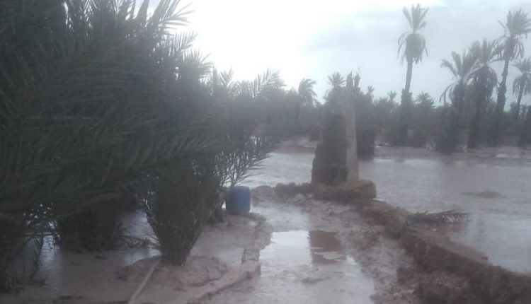 طاطا