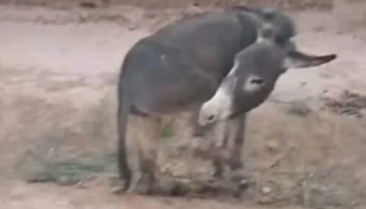 دابة