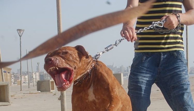كلاب شرسة
